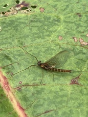 Rhithrogena