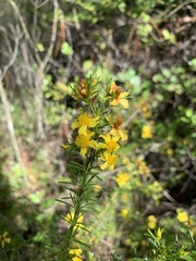Hypericum brachyphyllum