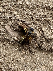 Cerceris arenaria