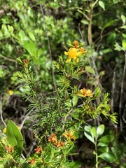 Hypericum brachyphyllum