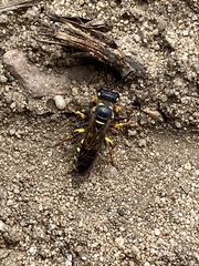 Cerceris arenaria