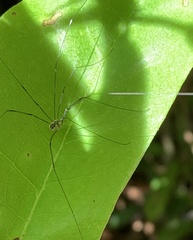 Leiobunum aldrichi