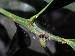 Carrhotus coronatus