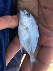 Trachinotus carolinus