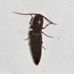 Dicrepidius palmatus