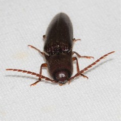 Dicrepidius palmatus