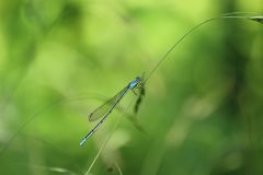 Aciagrion migratum
