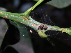 Carrhotus coronatus