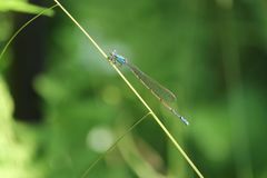Aciagrion migratum