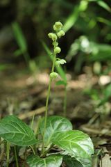 Pyrola japonica