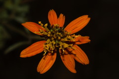 Bidens gardneri