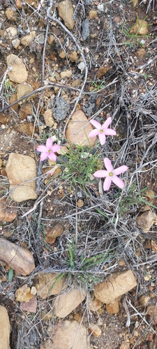 Finger sorrel (Oxalis polyphylla)