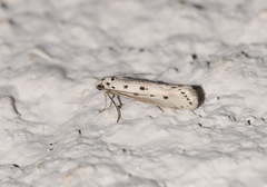 Ethmia terminella