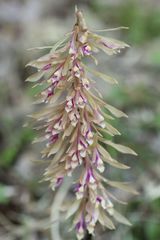 Cremastra appendiculata variabilis