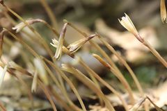Nervilia nipponica