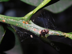 Carrhotus coronatus