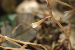 Nervilia nipponica