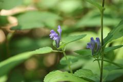 Scutellaria brachyspica