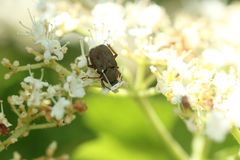 Ectinohoplia obducta