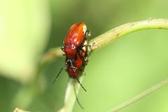 Pseudodera xanthospila