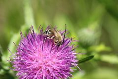Eucera spurcatipes