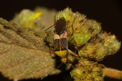 Hypselonotus fulvus