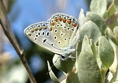Polyommatus icarus