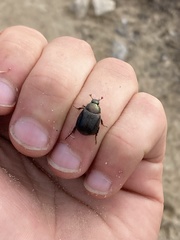 Anomala quadripunctata