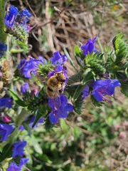 Osmia aurulenta