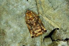 Archips oporana