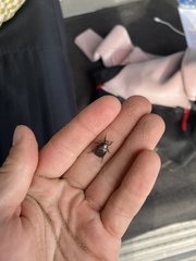 Anomala quadripunctata