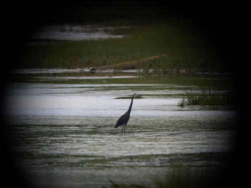 Aigrette des récifs