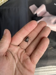 Anomala quadripunctata