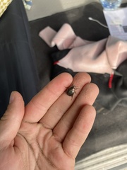 Anomala quadripunctata