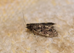 Narycia duplicella