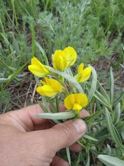 Thermopsis lanceolata