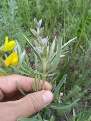 Thermopsis lanceolata