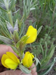 Thermopsis lanceolata