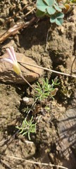 Oxalis falcatula