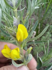 Thermopsis lanceolata