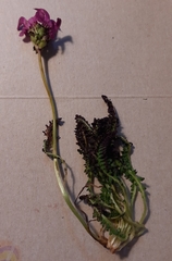 Pedicularis pyrenaica