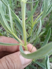 Thermopsis lanceolata