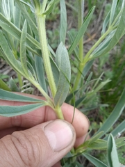 Thermopsis lanceolata