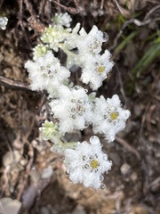 Leontopodium microphyllum
