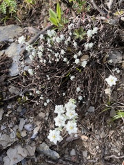 Leontopodium microphyllum