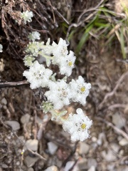 Leontopodium microphyllum