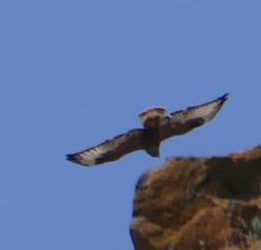 Buteo rufinus