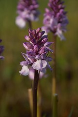 Dactylorhiza maculata