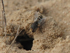 Miltogramma oestracea