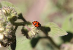 Hippodamia caseyi